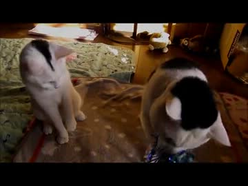 牛柄猫家族４２ ～お友達に手作り猫じゃらしを頂きました～