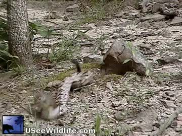 もう少しで蛇に食べられそうになるリス