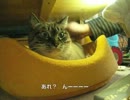ジャンくんのお触りはベッドの中だけ