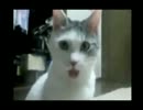 雪と戯れる猫　　　他