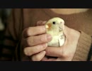 ねんがんのオカメインコが来てから１ヶ月経った