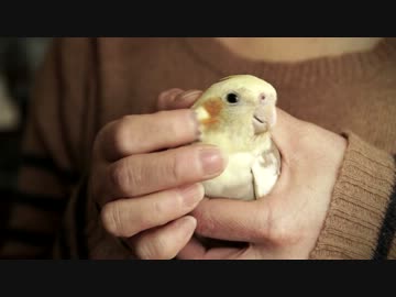 ねんがんのオカメインコが来てから１ヶ月経った