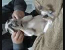 くすぐりのけい.3gp