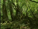 【画質】屋久島【テスト】