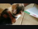 よく鳴く千代松