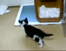 【子猫】毛玉ズ01