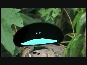こんな生物実在するのかｗｗｗｗ