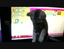 子猫のぬこぬこ日記　最終日