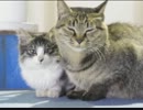 意味が分かると怖い話「ねこふんじゃった」実況推理してみた