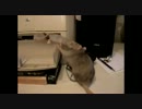 子供を咥えて運ぶ親ネズミ