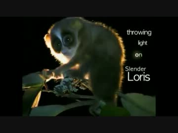 真夏の夜の淫夢くん