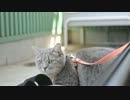 デジタル一眼で猫を撮る