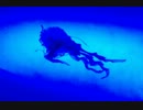 【オリジナル】jellyfish