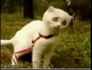 可愛い猫にアフレコしてみた