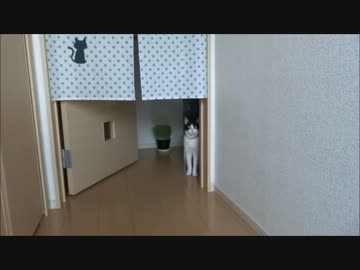 2秒でにゃんこ♪を弟がやってみた