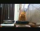 にぼしストリートShort Movie