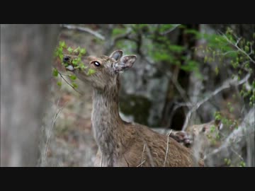日本百名山に登ってみた76　大台ヶ原編