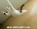 【替え歌】フライングにゃんこ【EGGPLANT】