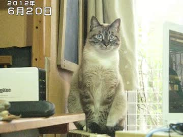 ジャンくんの色が変わった？