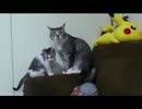 おもちゃで遊ぶ子猫