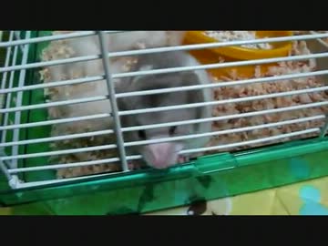 ハムスター動画