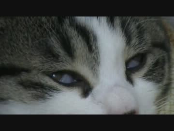 ブサ寝顔な子猫