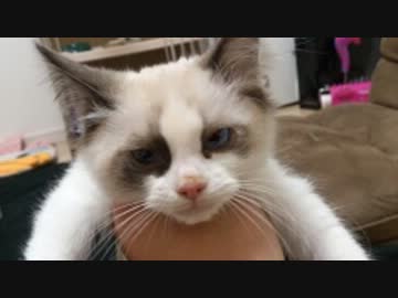 子猫が我が家に来たので。