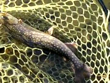 【藻煮た＆noriさんコラボ動画】　冬は管理釣り場のトラウトが超楽しい！