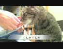 至近距離でおやつを食べる猫の動画