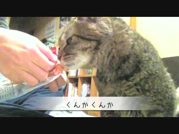 至近距離でおやつを食べる猫の動画