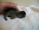 Tabby Kitten 2 Days old