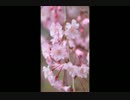 岸部眞明さんの花【Flower】を演奏してみた・ AURA SPECTRUM DI使用
