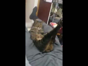 肉球マッサージしてみた！