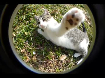 高速猫パンチ