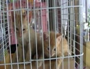 猫好き四大聖地【世界の猫グッズ博物館】その１３