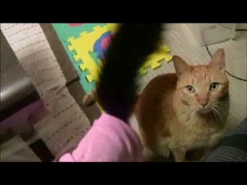 ちゃとらとはちわれ　膝は誰のもの？