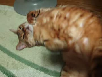 ぬこのポニョをたぷたぷしてみた♥