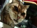 ベンガル猫カリカリを食らう♥