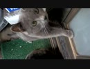 トラさん一家観察日記　248日目