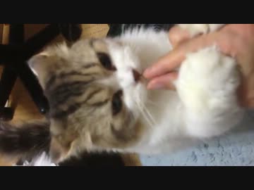 ひょい(  ´∀｀)つパク