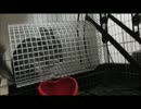 まる(チンチラ)モフモフ動画です。実は・・・カメラが大好き！part1
