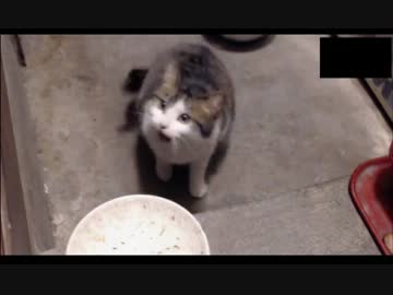 でれつん子猫の朝ごはん