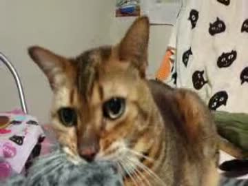 ママのおっぱいを思いだしてもきゅもきゅする猫☆