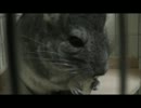 まる（チンチラ）奪ってみるpart3