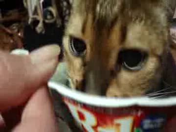 ヨーグルトぺろぺろ猫☆