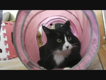 クリスマスプレゼントをたくさんもらったネコ【その４】