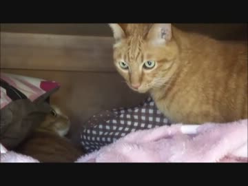 場所取り合戦をするネコさんが気になるワンコ