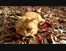 まんまる　ねこ