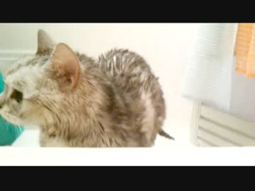 風呂上がりにも関わらず、物足りず舞い戻る猫