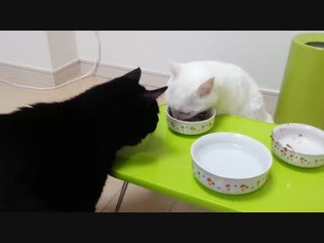２匹で仲良くご飯・・・のはずが！？